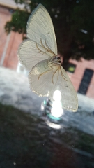 Scopula umbilicata