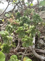 Aeonium lindleyi subsp. lindleyi image