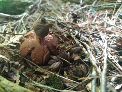 Geastrum pectinatum