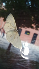 Scopula umbilicata