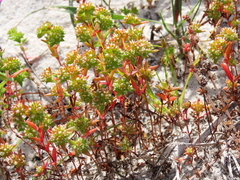 Crassula glomerata