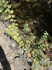 Magnoliopsida