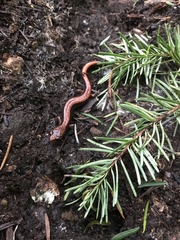 Plethodon vehiculum