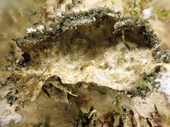 Sticta canariensis