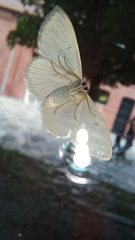 Scopula umbilicata