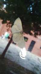 Scopula umbilicata