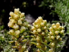 Ifloga repens