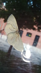 Scopula umbilicata