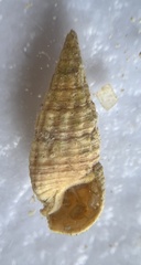 Cerithium atratum