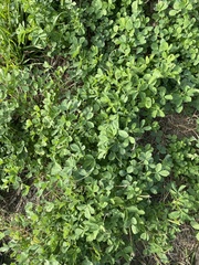 Medicago sativa