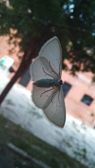 Scopula umbilicata