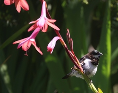 Spermestes cucullata