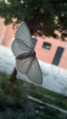 Scopula umbilicata
