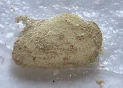 Arcopsis adamsi