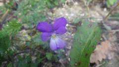 Viola hispida