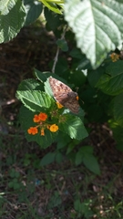 Erynnis tristis tatius