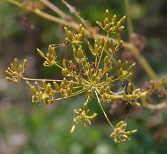 Chaerophyllum bulbosum