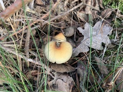 Hypholoma capnoides