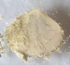 Tellinidae