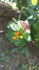 Erynnis tristis tatius