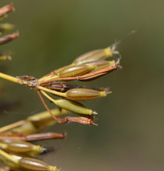 Chaerophyllum bulbosum