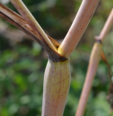 Chaerophyllum bulbosum