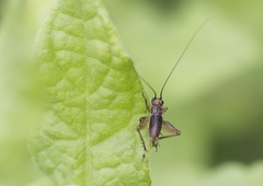 Trigonidium cicindeloides