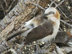 Turdoides gymnogenys