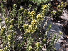 Ifloga repens