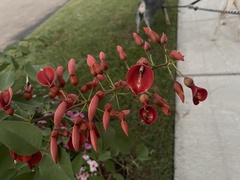 Erythrina crista-galli