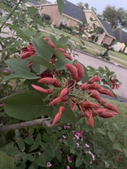 Erythrina crista-galli