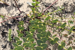 Rafnia acuminata