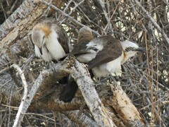 Turdoides gymnogenys