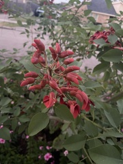 Erythrina crista-galli