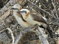 Turdoides gymnogenys