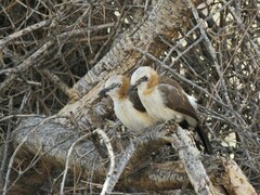 Turdoides gymnogenys