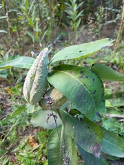 Asclepias