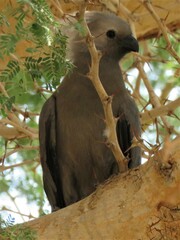Corythaixoides concolor pallidiceps