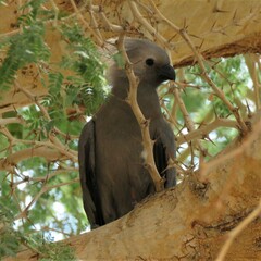 Corythaixoides concolor pallidiceps