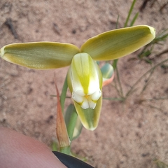 Albuca cooperi