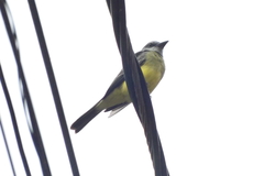 Tyrannus melancholicus