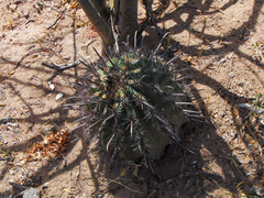 Ferocactus townsendianus