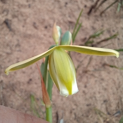 Albuca cooperi