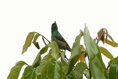 Anthreptes rectirostris tephrolaemus