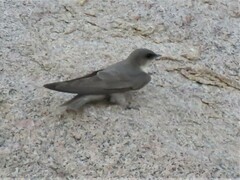 Ptyonoprogne fuligula anderssoni