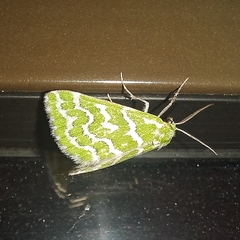 Argyrographa moderata