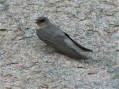 Ptyonoprogne fuligula anderssoni