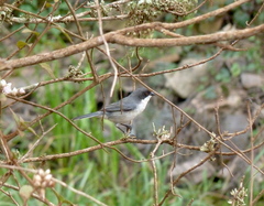 Microspingus melanoleucus