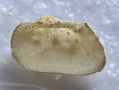 Arcopsis adamsi