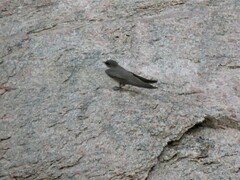 Ptyonoprogne fuligula anderssoni